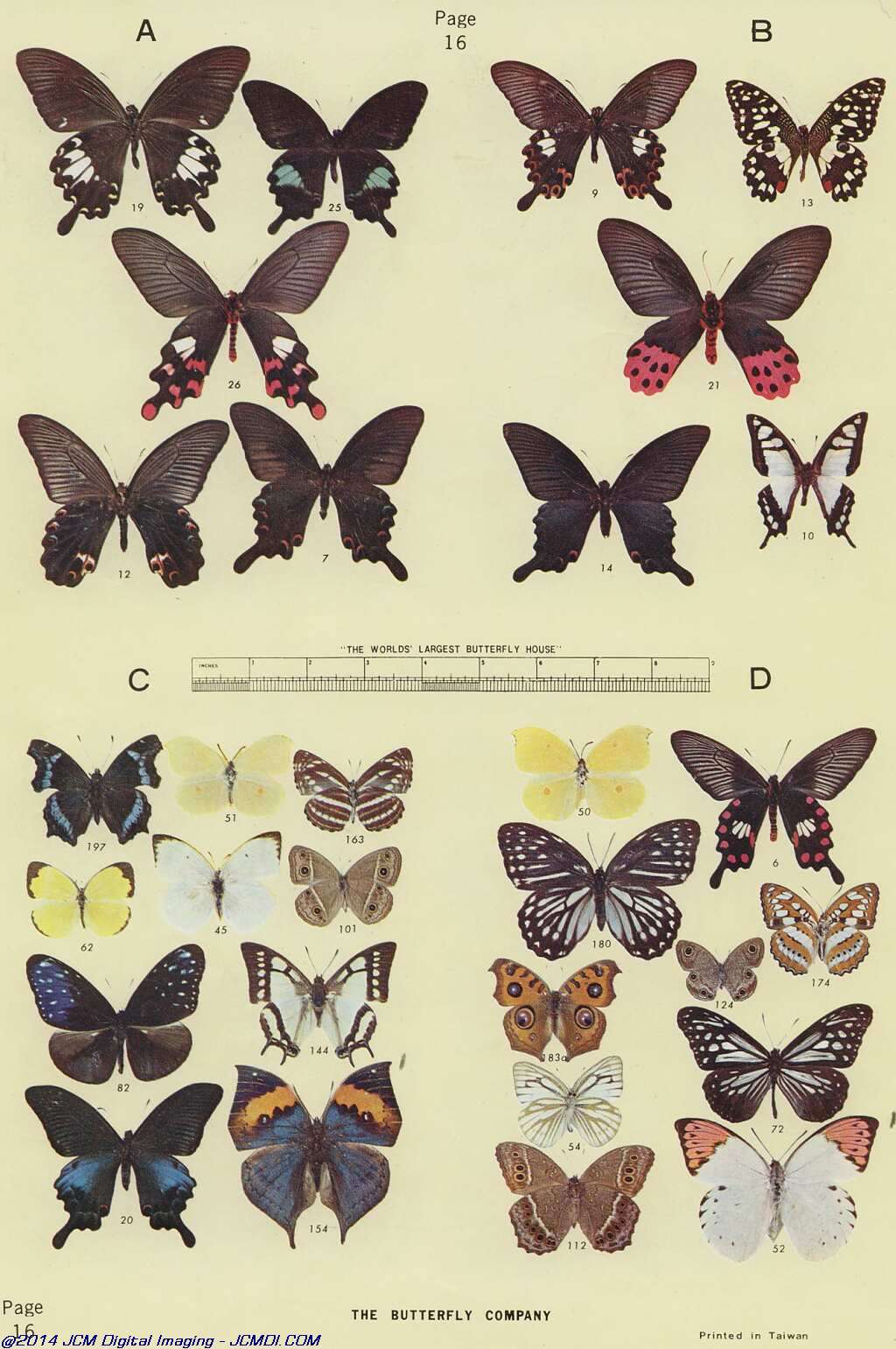 The Butterfly Company (NY) 18 page catalog 1976